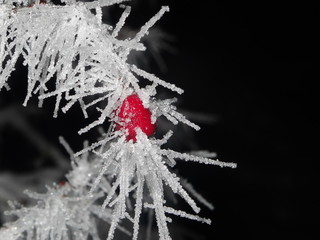 Tree covered with hoar frost close-up, hoar frost covered hawthorn berry at winter forest
