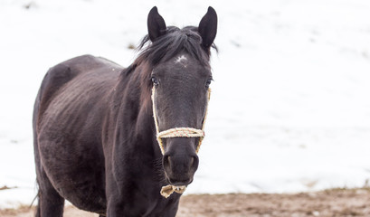 Fototapeta premium horse on nature in winter