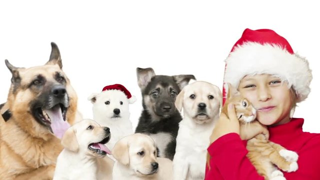 girl in a Santa Claus hat and group pets on a white background