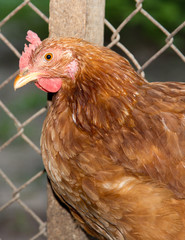 chicken near the fence on the farm