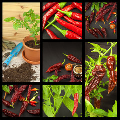 Advertising of spicy food. New Collage of hot peppers. Advertising chili sale. Different kinds of chili.
