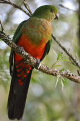 Young Male King Parrot