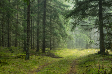 Magical Green Fir forest in mist