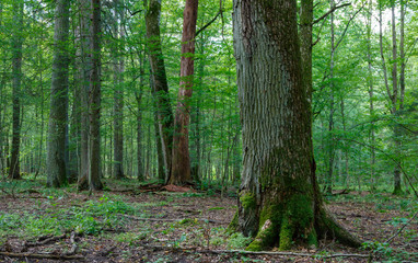 Old moss wrapped oak and some in background