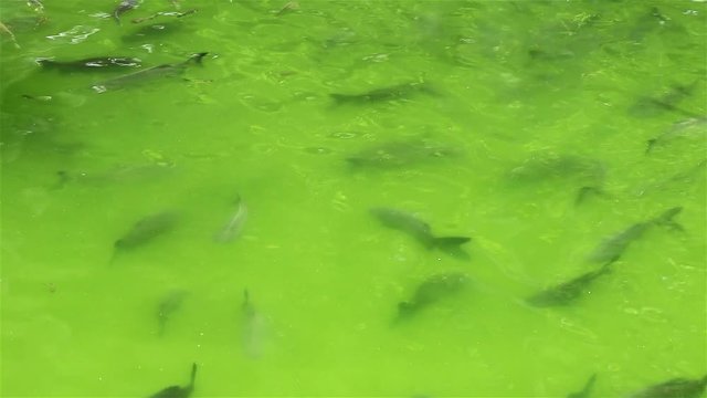 A green color pond with big dark fishes in it