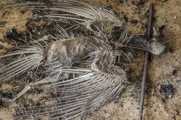 verendeter vogel