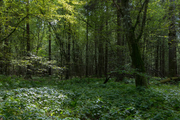 Deep shady deciduous stand with old hornbeam tree