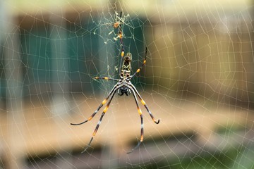 close-up big cobweb with the branch in it and the bright backgro