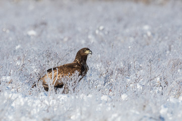 White-tailed eagle sitting on white covered snow nad frost