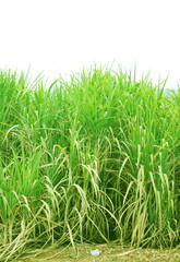 sugar cane plantation, Thailand