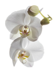 Fototapeta na wymiar Incredible white orchids flowers isolated on a clear white backg