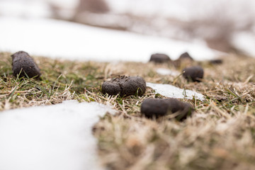 Horses poop in the snow