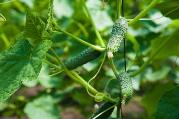 Cucumbers ripening in greenhouse