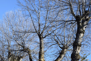 Árboles sin hojas.