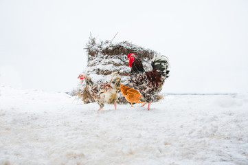 Beautiful bright rooster and chicken in snow