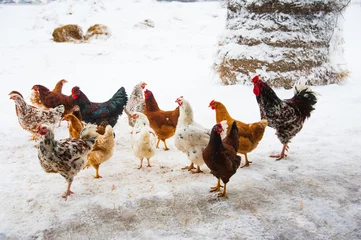 Papier Peint photo Poulet Beautiful bright rooster and chicken in snow