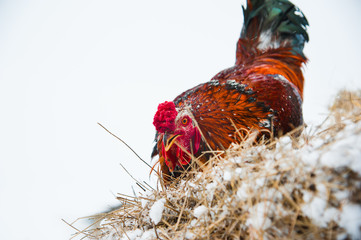 Beautiful bright cock on a snowy winter day