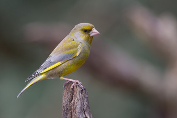 European Greenfinch