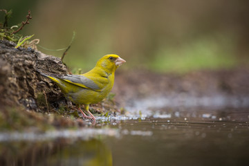 European Greenfinch