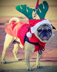pug dog with Santa Claus dress at Christmas
