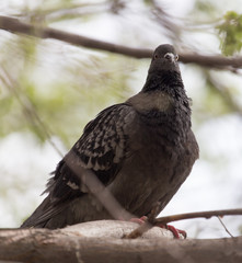 dove on the tree in nature