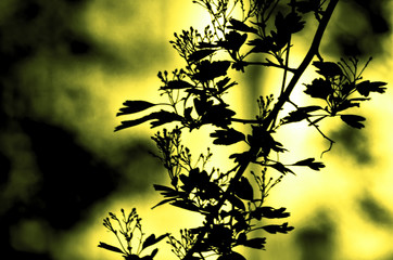 Dark silhouette of the Tree branches with leaves on red, yellow, orange, purple, brown, violet   colored background, or fragment of a tree at night with long exposure, floral pattern. Ornament 