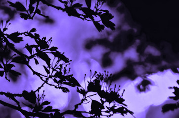 Tree branches with leaves on dark colored red maroon violet purple pink background, or fragment of a tree at night with long exposure, floral pattern. Ornament can be used as wallpaper, forest banner