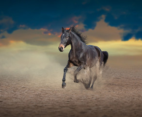 Obraz na płótnie Canvas Brown horse running in dust on sky background