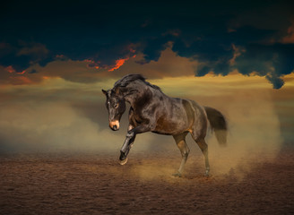 Brown horse running on sky sunset background