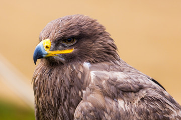 Steppenadler