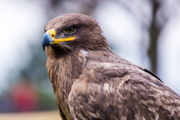 Steppenadler