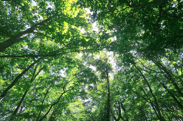 初夏の森
