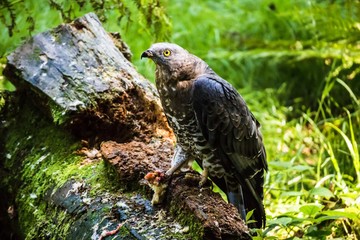 Fressen und gefressen werden