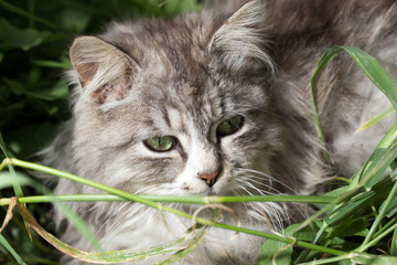 portrait of a beautiful cat in nature