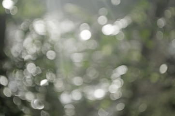 Background bokeh from sunlight strikes a leaf.