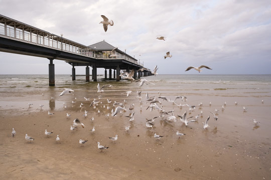 Germany, Usedom, Heringsdorf, seagulls at pier