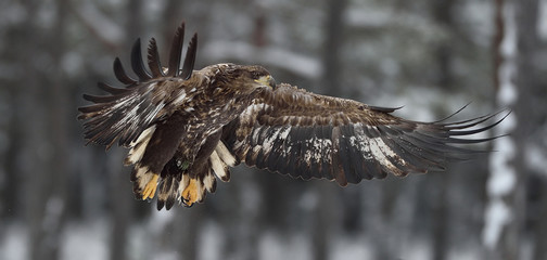 Bird of prey. White-tailed eagle (Haliaeetus albicilla) in flight.