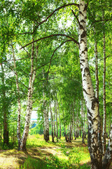 summer in sunny birch forest - obrazy, fototapety, plakaty
