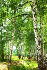 Schilderijen op glas summer in sunny birch forest © janbussan