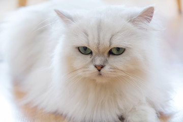 Cute White Persian cats on the floor