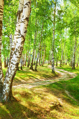 summer in sunny birch forest - 131439857