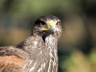 Bird of prey adult Red Kite watching