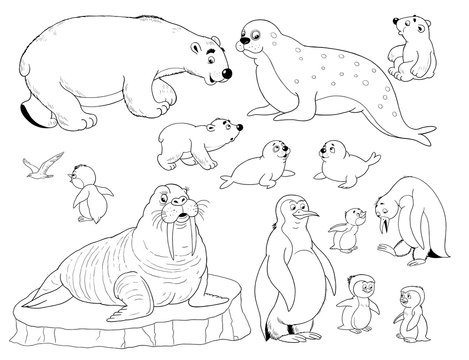 66 Arctic Animal Coloring Pages  Latest HD