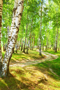 Fototapeta lato w słonecznym lesie brzozowym