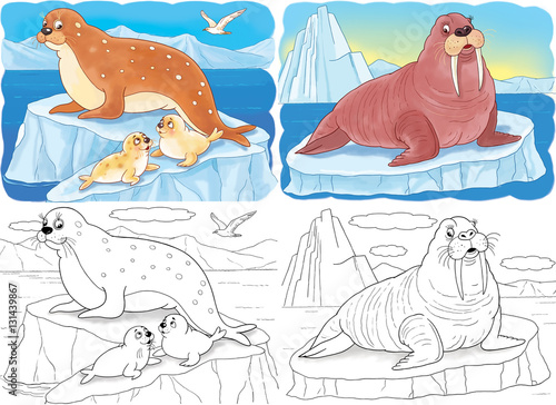 47 Cute Walrus Coloring Pages For Free 47 Cute Walrus Coloring Pages For Free