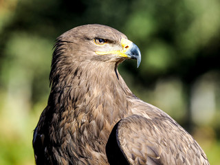 Bird of prey hunting closeup outdoor shot. Birds of prey are found in different countries but also at the zoo