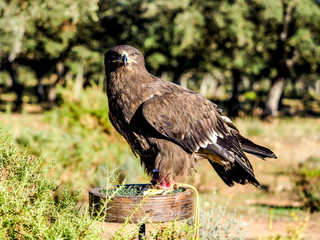 Bird of prey hunting closeup outdoor shot. Birds of prey are found in different countries but also at the zoo