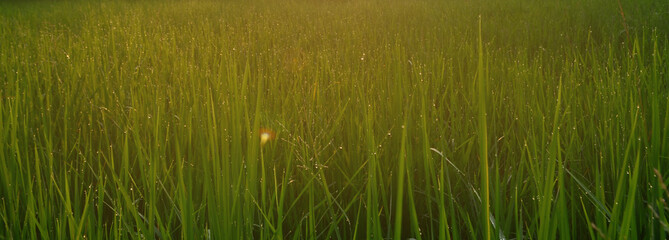 Green rice batter in the morning sun.
