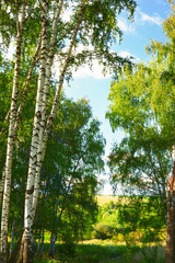 summer in sunny birch forest