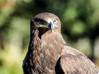 Bird of prey hunting closeup outdoor shot. Birds of prey are found in different countries but also at the zoo